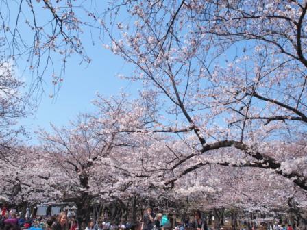 Cherry blossoms in Yoyogi Park, Harajuku, Tokyo, Japan.